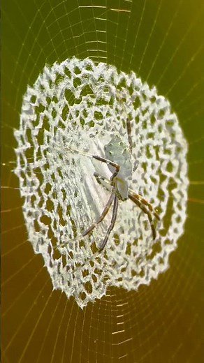 🕷️🧶 Hay arañas que parecen expertas en croché.