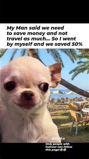 Evil dog (evil chihuahua) memes