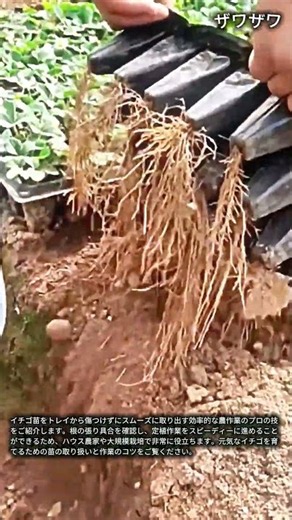 イチゴ苗の取り出し作業！プロの農作業