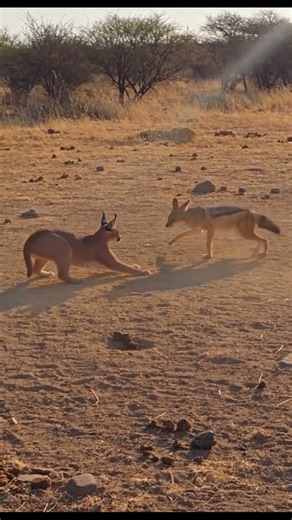 caracal vs black backed jackal #animallife #facts #animaldocumentary #nature