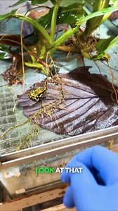 10K views · 150 reactions | The Limon harlequin toad: the jewel of the rainforest! #harlequintoad #amphibian #ecuador #bravewilderness | Brave Wilderness | Facebook