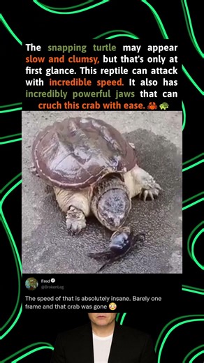 The snapping turtle may appear slow and clumsy, but that's only at first glance. This reptile can