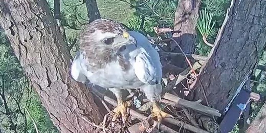 Red-tailed hawk with rare condition survives despite the odds