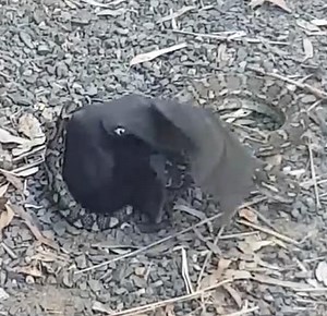 Agonizing moment bat fights back as a python tried to squeeze it to death... See which animal won the battle (video)