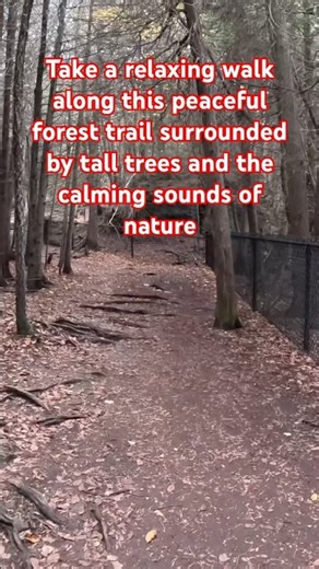 A Peaceful Walk Through a Quiet Forest Trail | Ontario, Canada