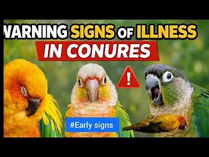 ⚠️ Early Warning Signs of Illness in Conures( sun,greencheekconure)🦜#Sunconure #Warningsignofillness
