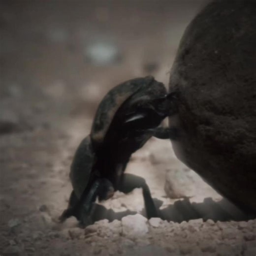 One must imagine sisyphus as a dung beetle #fyp #sisyphus #dungbeetle