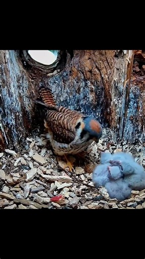 Kestrels Have A Chat In The Nest Box, Female Broods Chicks