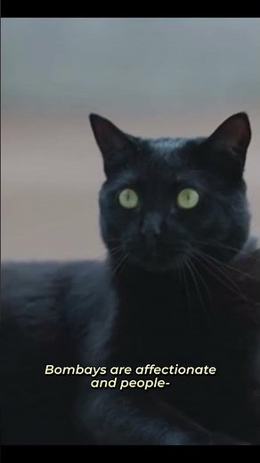 The striking Bombay cat