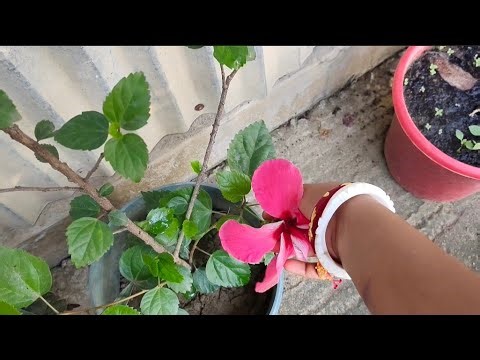 শুভ দুপুর প্রিয় বন্ধুরা❤️🧡
