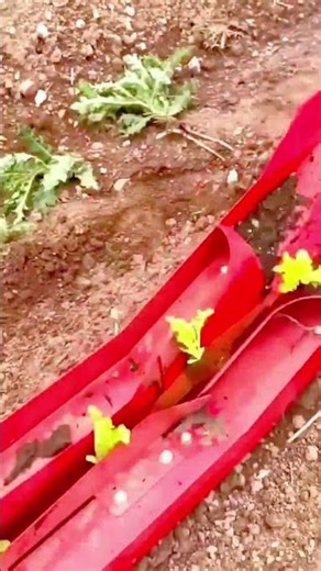 moving small green plant seedlings across the soil using a red wheeled cart to start garden planting