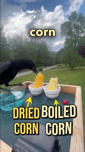 how to befriend crows: day 17 corn competition