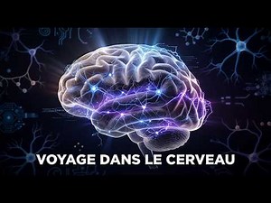 Le cerveau humain expliqué simplement