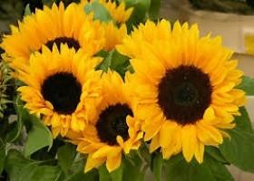 matematicas financieras