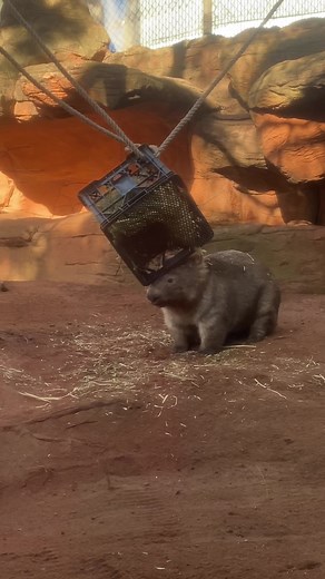 Just because y’all love him so much 🥰 #Ringo #Wombat #AussieAnimals #SydneyZoo #Funny