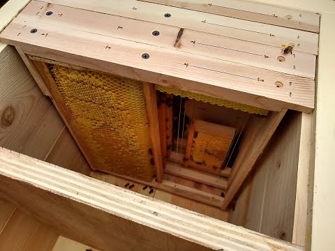 Langstroth to Layens Hive Conversion