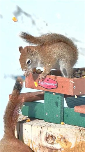 Squirrel Says: “Not My Picnic Table!” 🐿️ Wait for it…