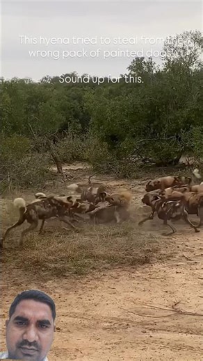 hyena vs wild dog #wildlife #animals#wilddogs #short