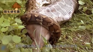 实拍：蟒蛇吞食巨型动物，吞下后身体大了许多倍，镜头拍下全部过程