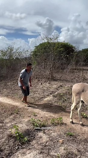 Man and Donkey Playful Interaction in Open Field