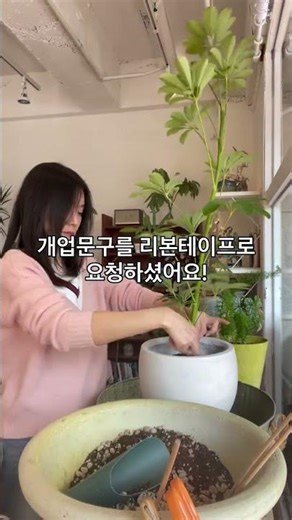 💟 개업화분 축하문구 리본테이프 제작을 원하시는 분은최소 3일간의 여유를 두고 주문주시면 커스텀 제작해 드립니다. #쉐프렐라#홍콩야자#개업화분#개업축하화분