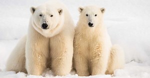 "Un ours blanc à quelques centimètres de moi": 3 questions à Christian Kempf, explorateur polaire