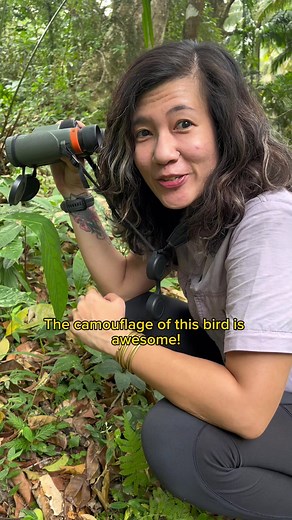 Amazing Camouflage Skills of the Great-eared Nightjar Bird | Philippine Biodiversity