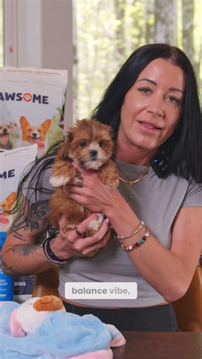 4 Things to Know About Teddy Bear Puppies | Teddy Bear Puppies for Sale in Ohio