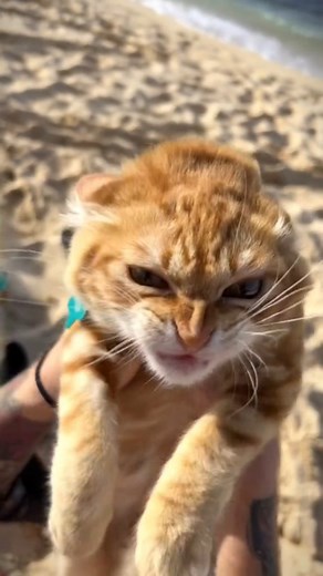 Cursed Cats on Instagram: "PLUH 🗣‼️😻 • Credit: beetlekitten on tiktok • Follow @meowcursed for more cursed cats videos 😸 • Follow: @meowcursed Follow: @meowcursed Follow: @meowcursed • ❤ Like and Share! 🌈 Tag your best friend! 😳 Ay you forgot to follow! • • • • • #catvideo #meowcursed #cursedcat #cursedcats #tiktokmemes #tiktokcat #tiktokcats #catvideos #funnycatvideos #weirdcat #weirdcats #sillycats #cutecat #cutecats #kitten #kittens #sadcat #sadcats #ca