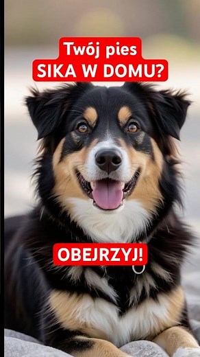 Twój pies sika w domu? Sprawdź, jak rozwiązać problem! | Psia Akademia