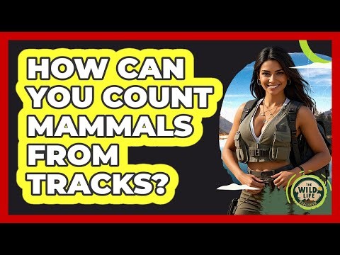 How Can You Count Mammals From Tracks?