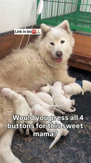 Please Spay & Neuter Your Dogs | Help This Brave Mama and Her Puppies 🐶💔