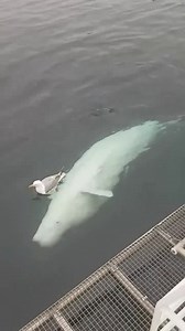 Ballena beluga intenta hacerse amiga de una gaviota 🤗 Que bella es la naturaleza 😍 | Mundo Fantástica