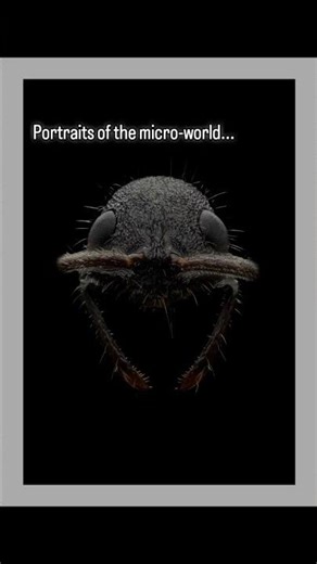 Portraits of the micro-world...