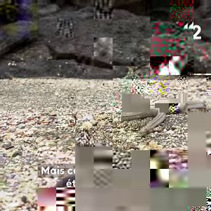 Sans doute la scène la plus stressante de l'histoire des documentaires animaliers ! | France tv