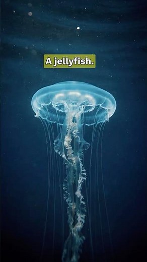 This Jellyfish Has Killed Hundreds of Swimmers