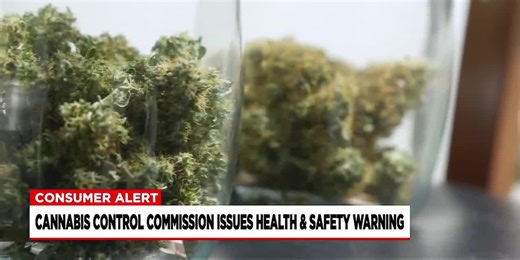 Potentially contaminated marijuana found by Cannabis Control Commission