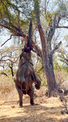 288K views · 2K reactions | Elephant Puts On Circus Show to Reach Leaves Too High Up Right on the H4-1, this elephant put on quite a show, balancing on two legs to reach the most succulent leaves high up in a tree. | Latest Sightings - Kruger | Facebook