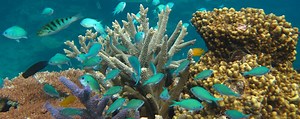 Australian Coral Reef Resilience Initiative