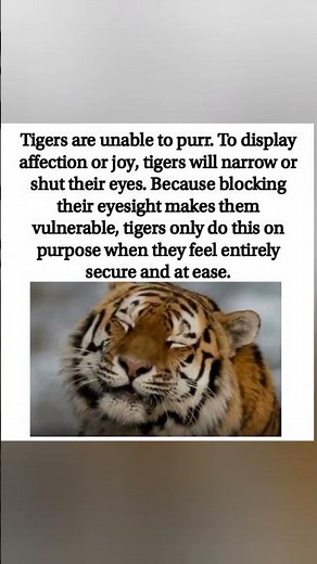 🐯 THE TIGER "PURR"! The Secret Way Big Cats Show Their Love 🥺❤️#VibesCreator #TigerFacts