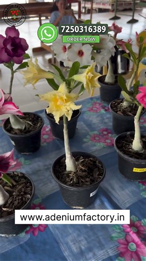 Rare Imported Adenium Flower Plant Online Shopping 🛍️ #adenium #plants #flowers #garden
