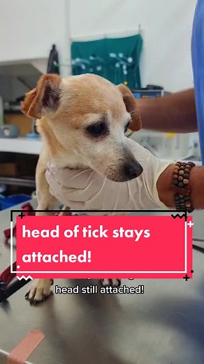 How to Remove Tick Heads From Dogs Correctly