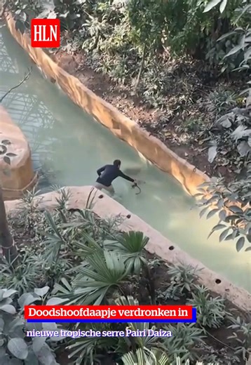 De opening van de nieuwe tropische serre van Pairi Daiza - Edenya - is afgelopen weekend overschaduwd door het overlijden van een doodshoofdaapje dat er verbleef. Dat heeft het dierenpark bevestigd aan HLN. #hln #pairidaiza #aap #viral