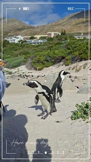 POV: You visited Boulders Beach in Simon's Town 🌊