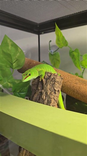 🦎 A Quiet Moment: Watching the Stunning Giant Day Gecko! 🌿✨