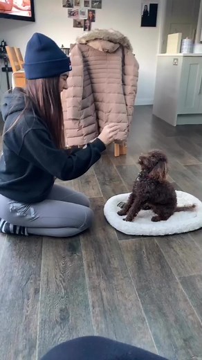 Training Your Dog to Do Human Tricks at Home