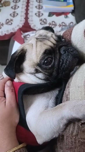 Morning cuddles hit different 🤍🐾