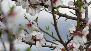 Intricate almond tree branches festooned with pristine white blossoms against a muted sky, a dance of nature's elegance and early spring's promise.