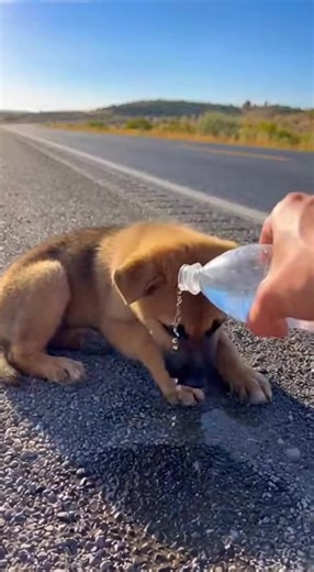 BIRD RAIN RESCUE Welcome to Rescue Ray 🐕✨ This channel is dedicated to sharing heart-touching animal rescue stories — created with the help of Artificial Intelligence (AI). Here, every short video tells a story of hope, kindness, and compassion for animals who deserve a second chance. 🐾❤ All contents on this channel are AI-generated — from visuals to storytelling — designed to spread awareness and love for animals around the world. 🌍 👉 Follow if you believe every life matters. Let’s make the