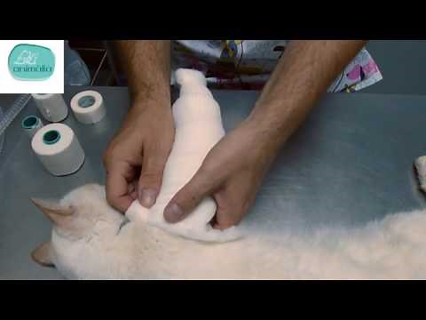 Vendaje Robert Jones - Animalia Barcelona